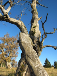 alter Baumbestand auf Almschachten im Nationalpark Bayerischer Wald in der Nähe der Ferienwohnung FeWo Moosau in D-94258 Frauenau &copy; Gine Selle, Frauenau