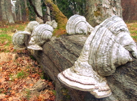 Echter Zunderschwamm, Hadersau, gedreht - am Albrechtschachten im Nationalpark Bayerischer Wald in der Nähe der Ferienwohnung FeWo Moosau in D-94258 Frauenau &copy; Gine Selle, Frauenau