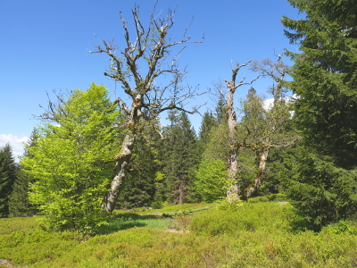 Mischwald und Blaubeersträucher am Ruckowitzschachten im Nationalpark Bayerischer Wald in der Nähe der Ferienwohnung FeWo Moosau in D-94258 Frauenau &copy; Gine Selle, Frauenau