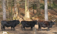 3 Auerochsen im Tierfreigelände des Haus zur Wildnis in Ludwigsthal, Bayerischer Wald in der Nähe der Ferienwohnung FeWo Moosau in D-94258 Frauenau &copy; Gine Selle, Frauenau