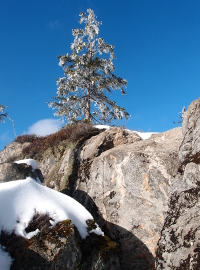 vereiste Fichte am Kleinen Rachel im Nationalpark Bayerischer Wald in der Nähe der Ferienwohnung FeWo Moosau in D-94258 Frauenau &copy; Gine Selle, Frauenau