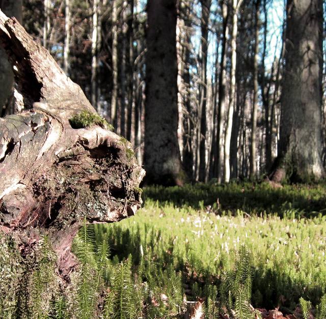 Wurzelstock in der Form eines Zombies im Nationalpark Bayerischer Wald in der Nähe der Ferienwohnung FeWo Moosau in D-94258 Frauenau &copy; Gine Selle, Frauenau