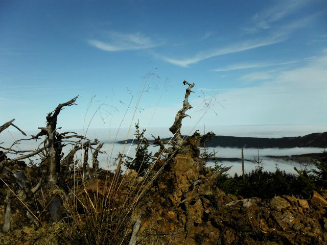 Blick über das Nebelmeer am Zwercheck, 1333 m üNN, Bayerischer Wald in der Nähe der Ferienwohnung FeWo Moosau in D-94258 Frauenau &copy; Gine Selle, Frauenau