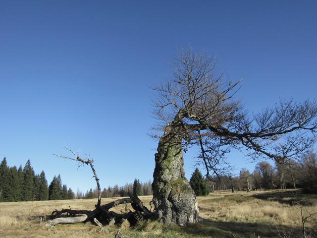 Schachten, die Perlen im Waldmeer in der Nähe der Ferienwohnung FeWo Moosau in D-94258 Frauenau &copy; Gine Selle, Frauenau