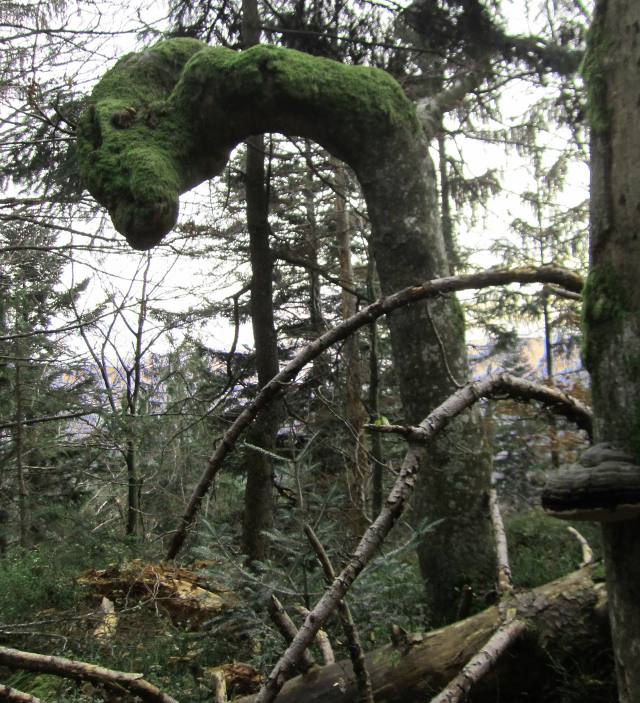 Wald mit hoher Verjüngungsdichte am Totholzstumpf in der Nähe der Ferienwohnung FeWo Moosau in D-94258 Frauenau &copy; Gine Selle, Frauenau