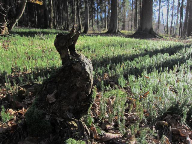 Wurzelstock in Form einer Ente im Nationalpark Bayerischer Wald in der Nähe der Ferienwohnung FeWo Moosau in D-94258 Frauenau &copy; Gine Selle, Frauenau